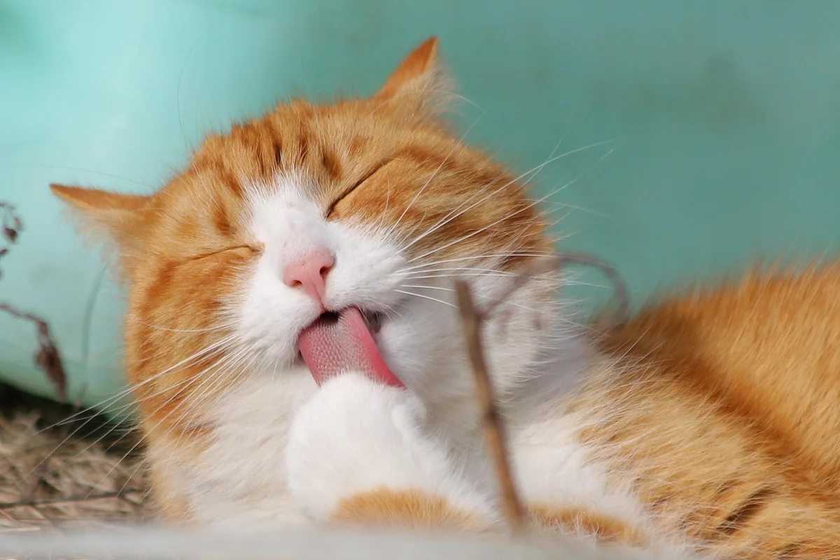 Cat close-up