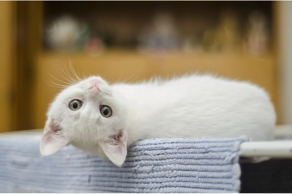 Cat treats