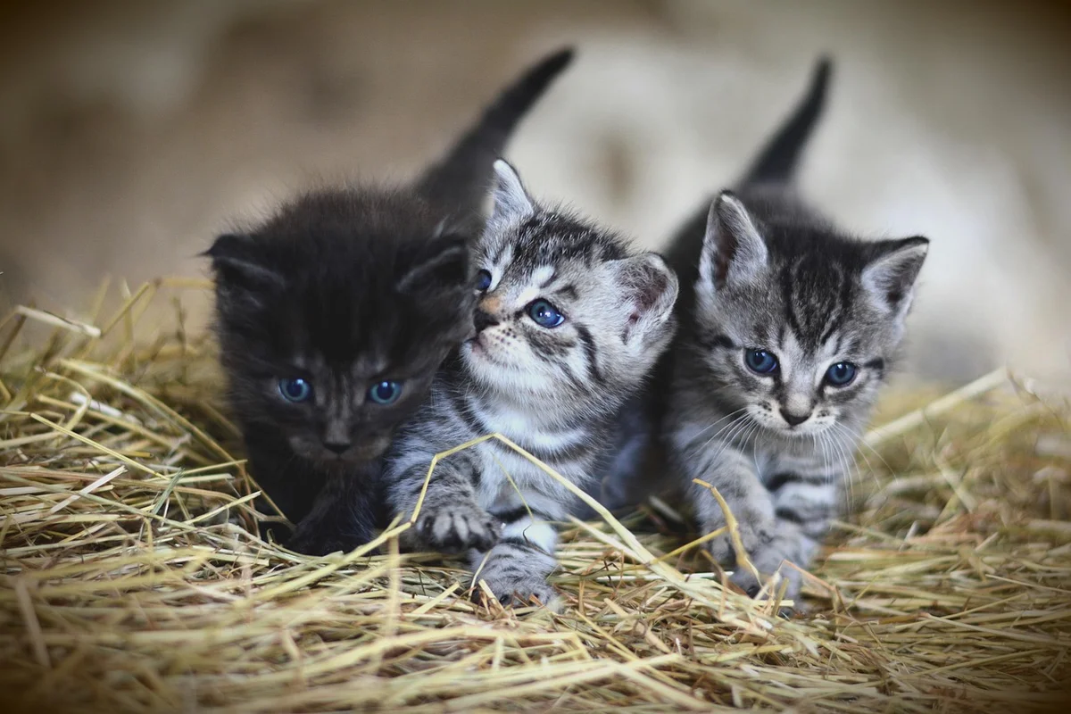 Kitten eating