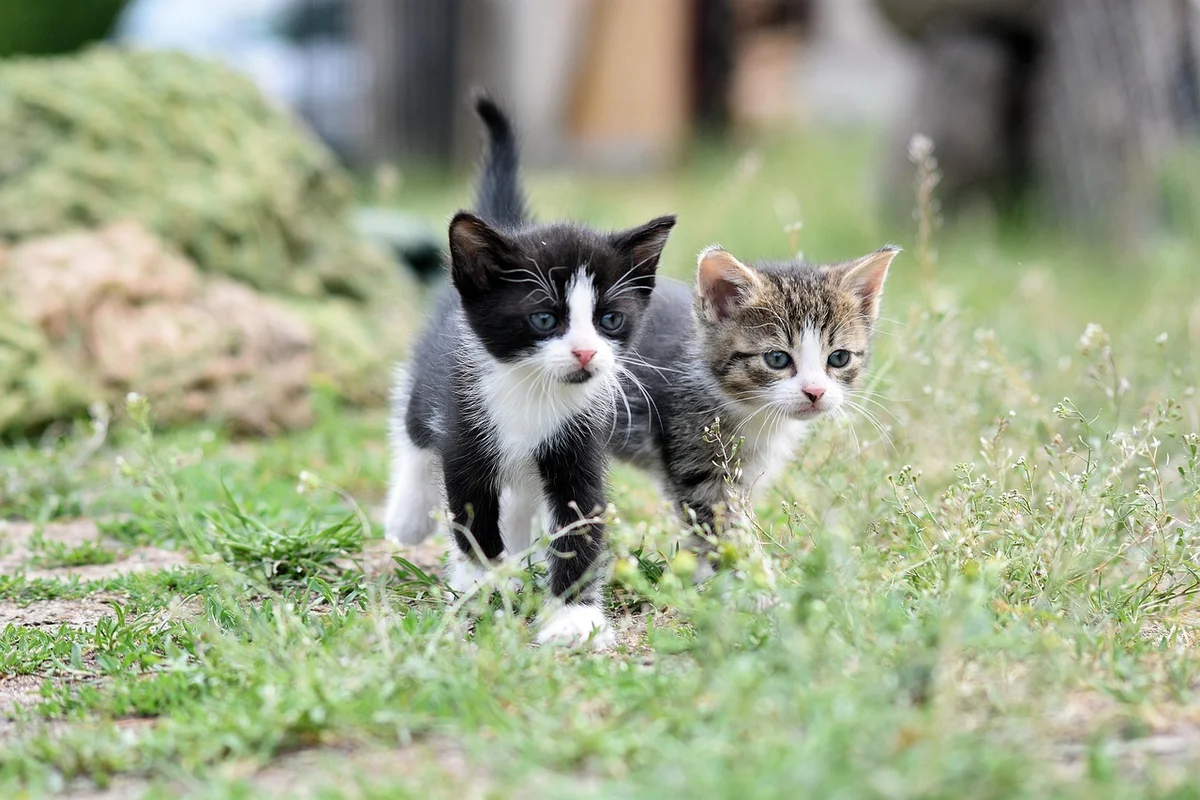 Kitten Feeding Schedule by Age