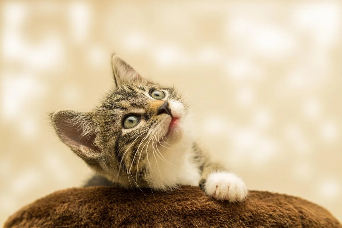 Maine Coon cat