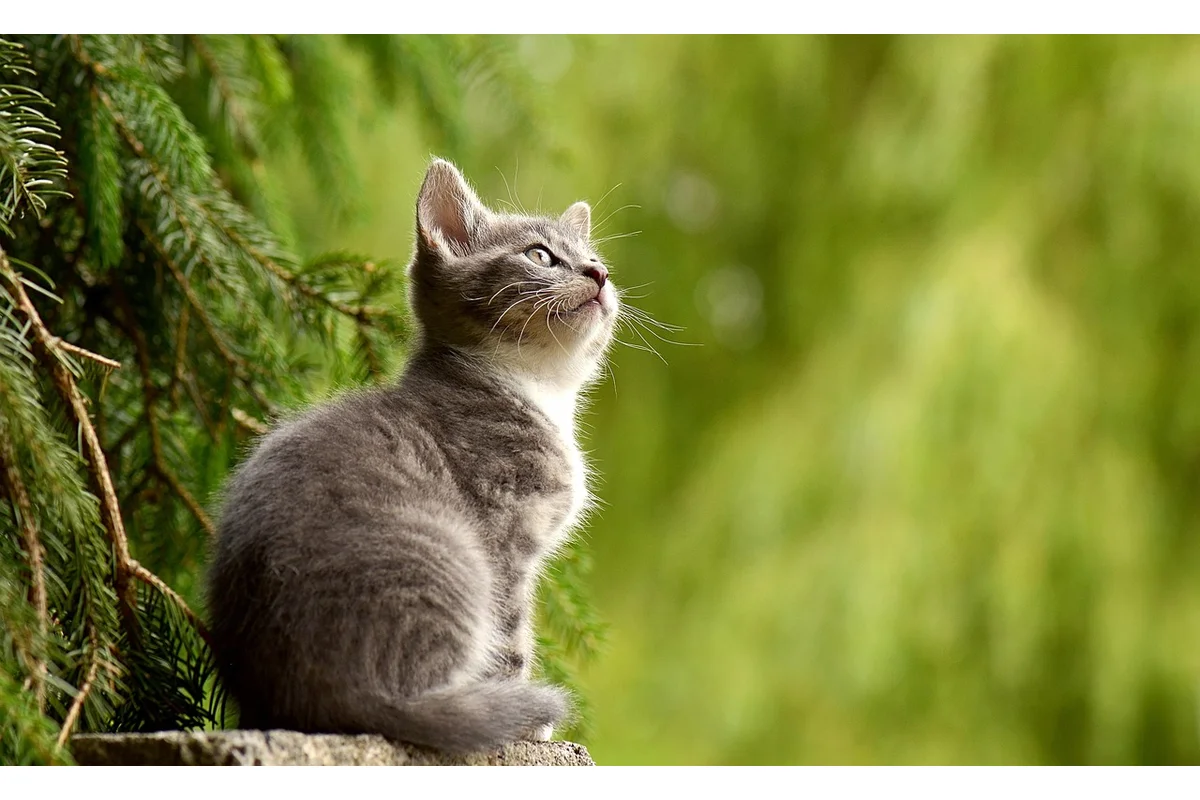 Siamese cat