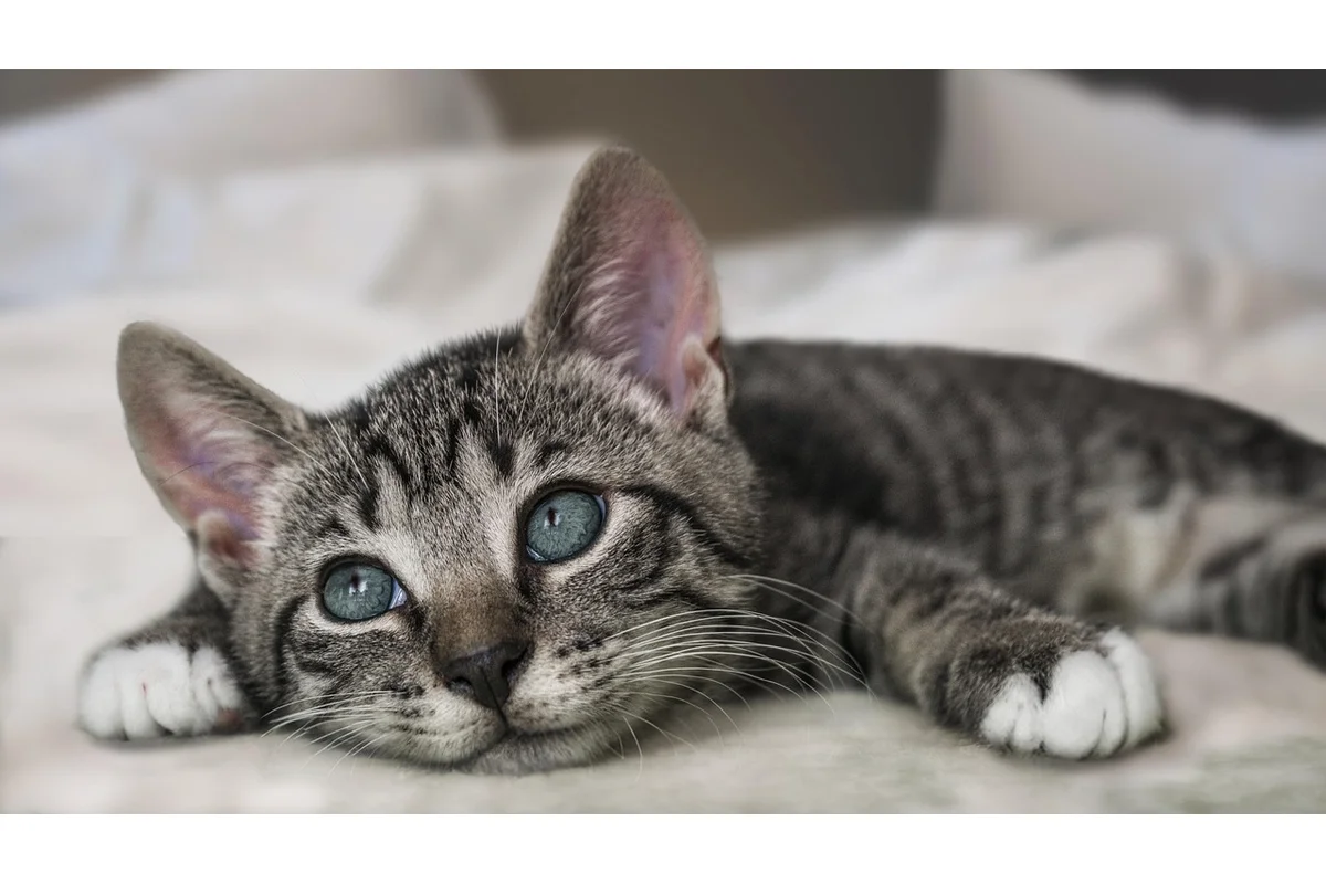 Bengal cat