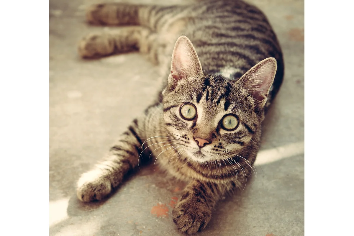 British shorthair cat