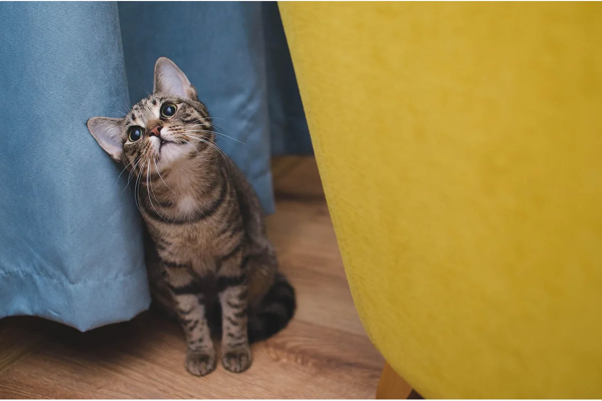 Common Cat Diseases