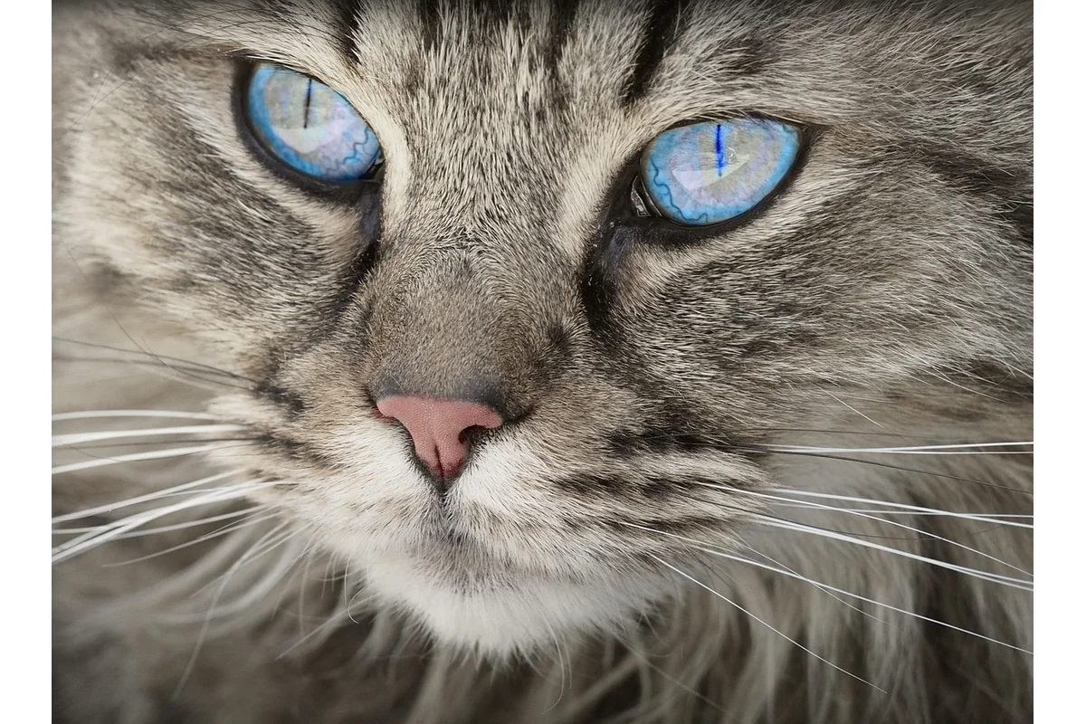 Cat Weight Management Tips for Healthy, Happy Cats