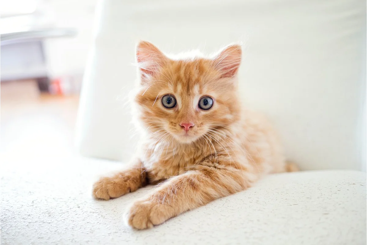 Indoor Cat Enrichment Ideas
