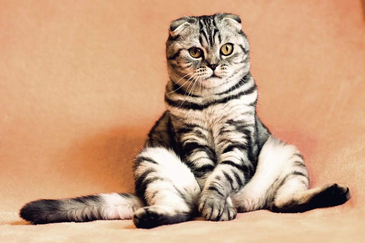 Litter Box Setup Guide for Multi-Cat Homes