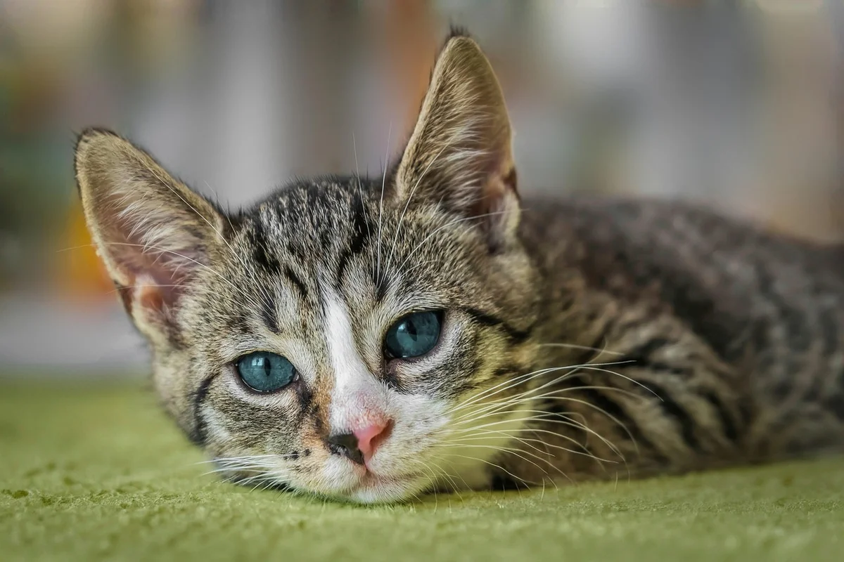 Safe Foods for Cats
