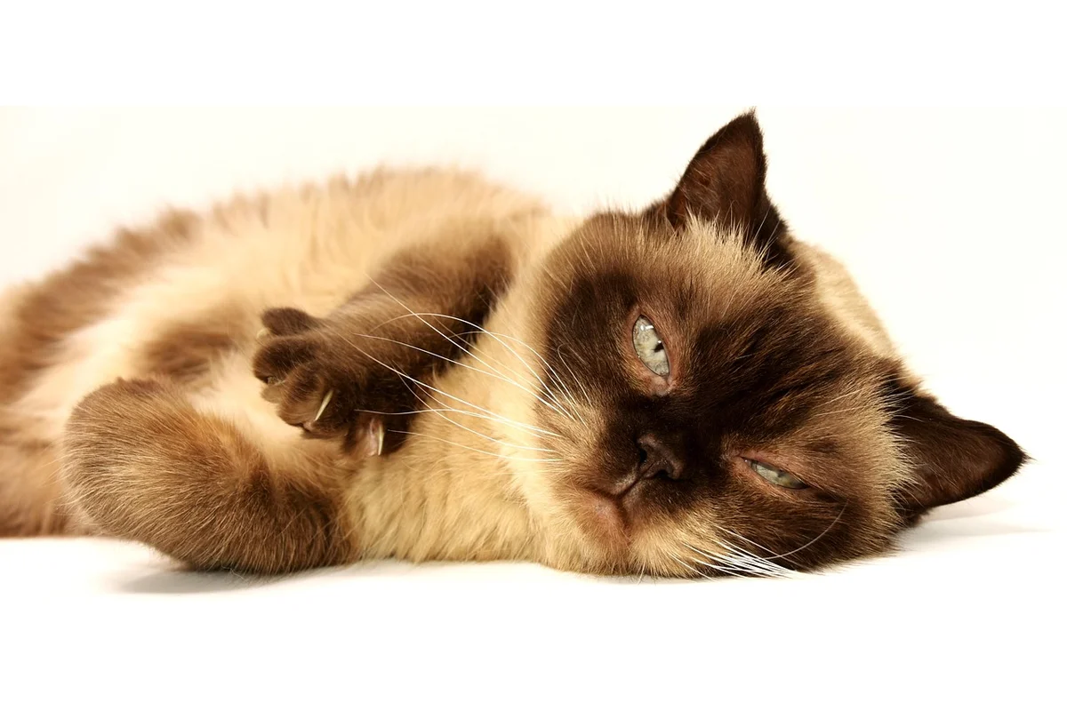Senior cat