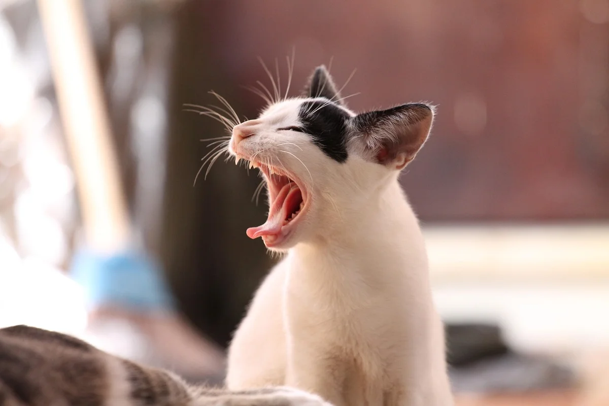 Cat relaxing
