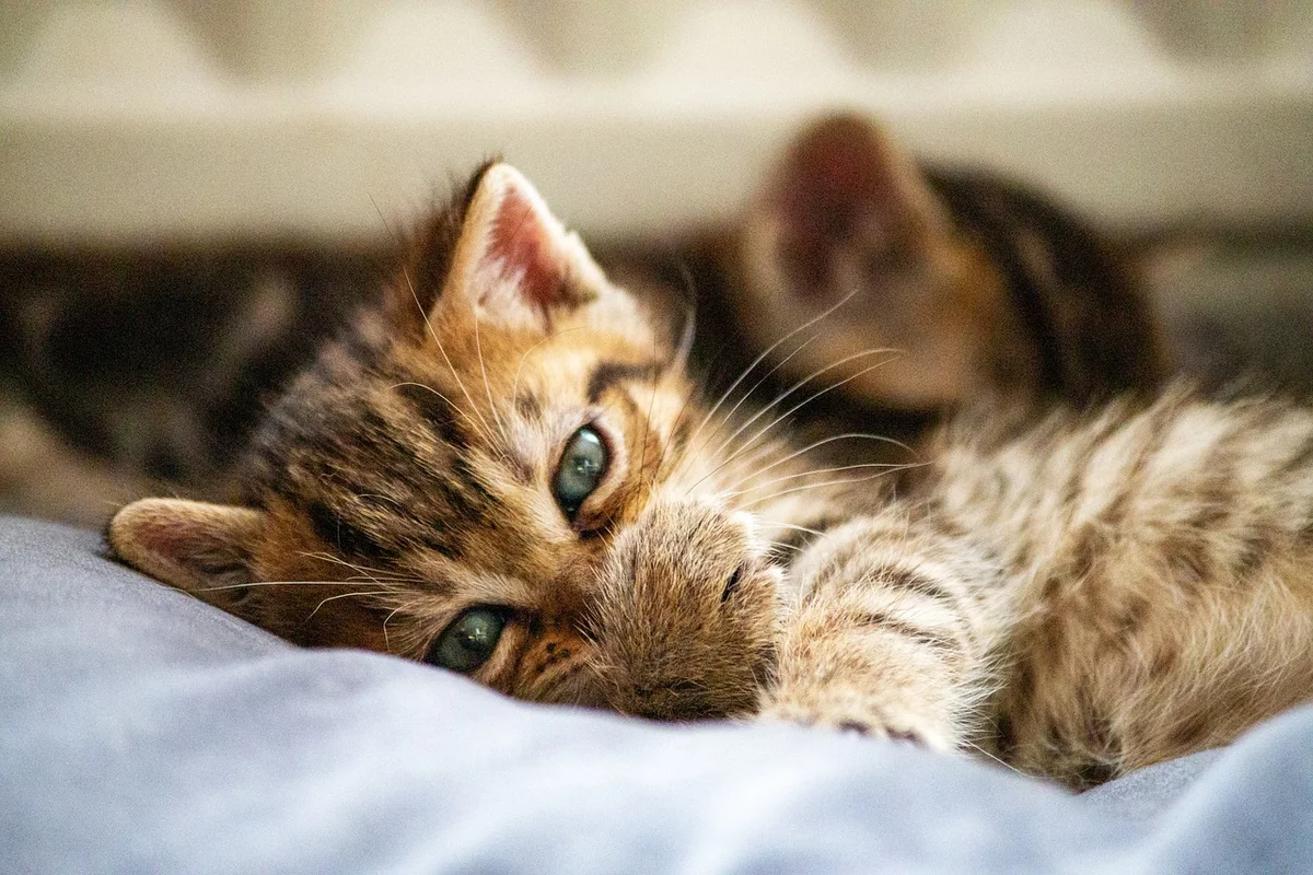 Cat with food