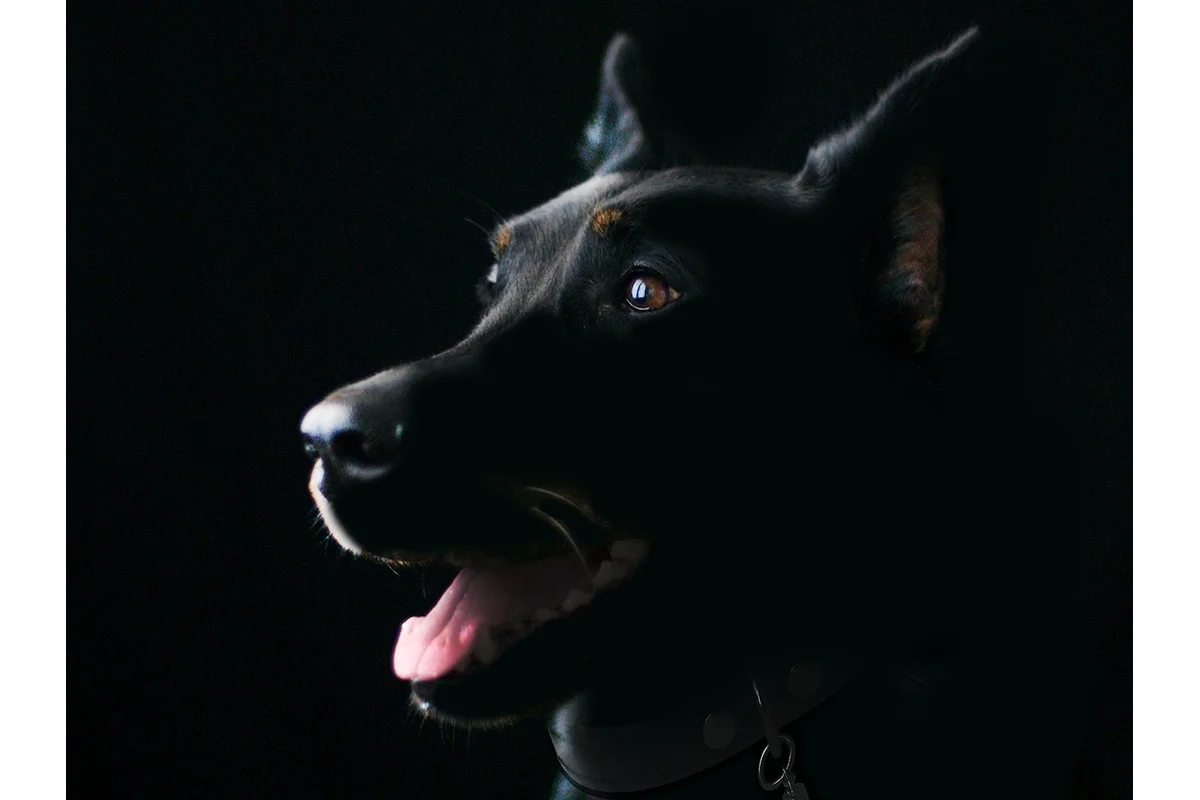 Adult Dog Feeding Schedule
