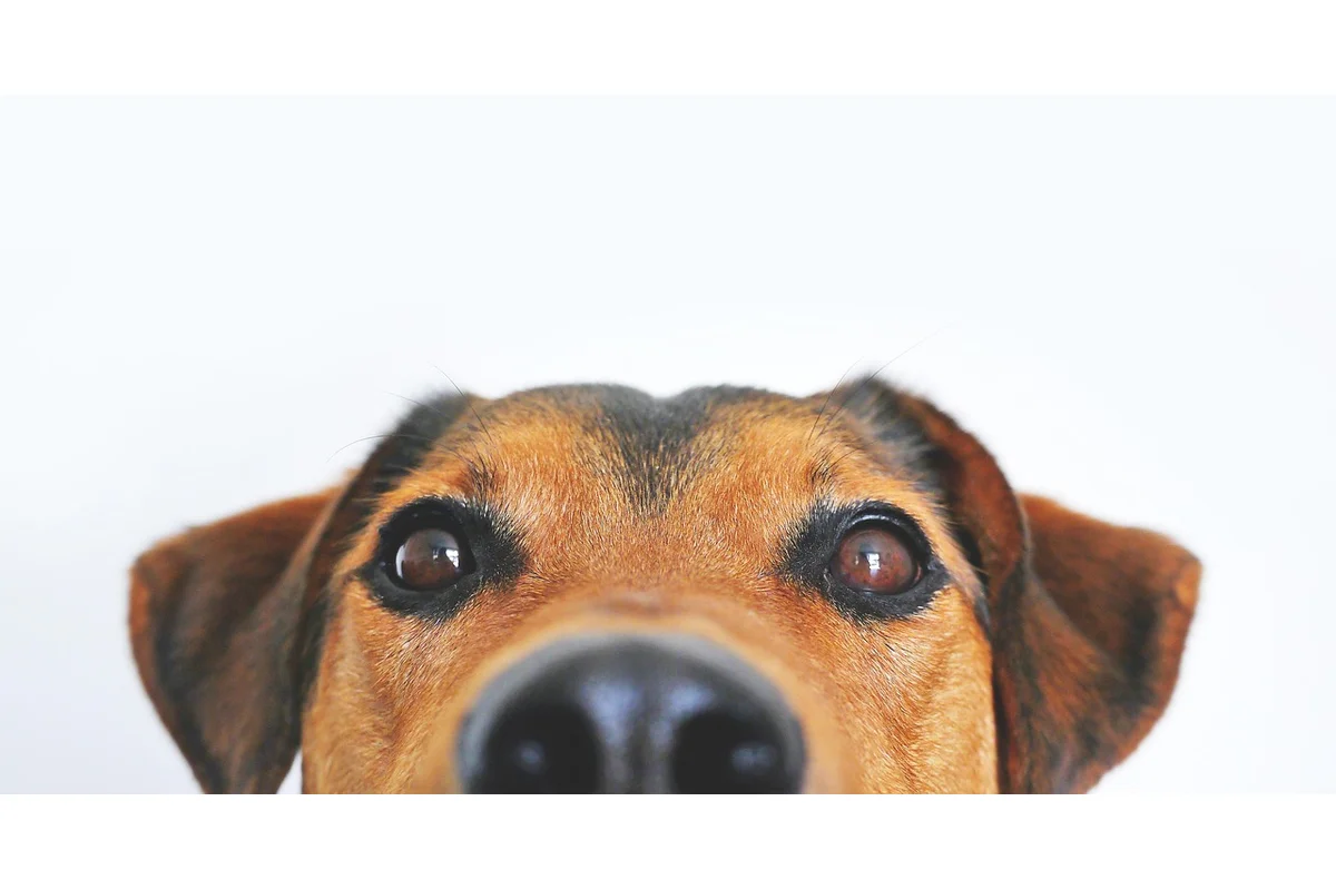 Cooked Bones Are Dangerous for Dogs
