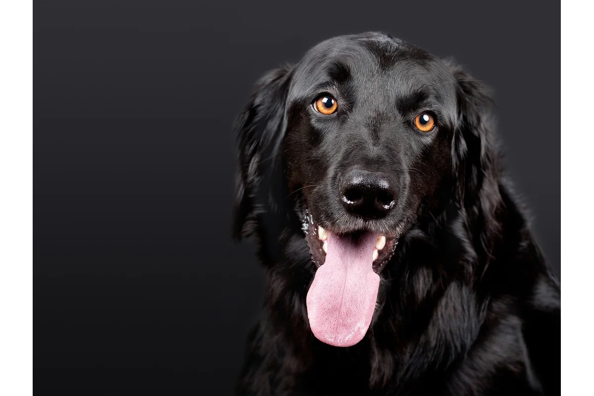 Dog Bloat Warning Signs