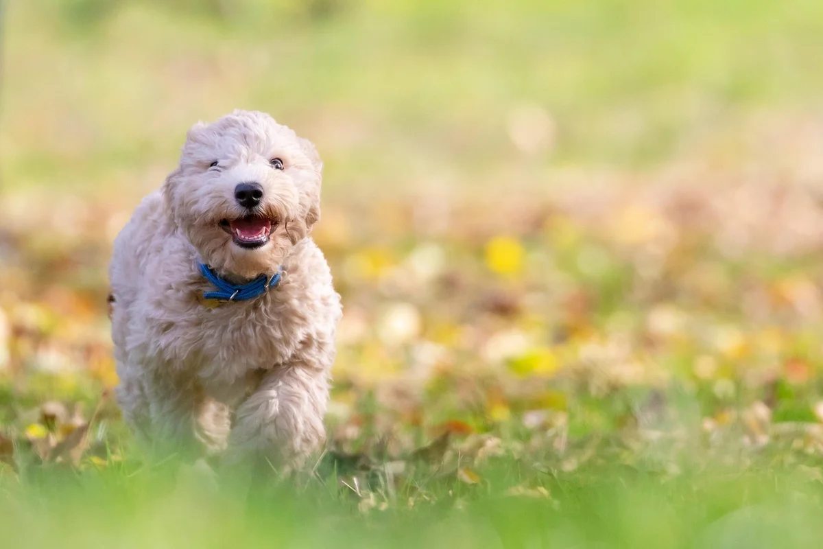 Dog Diabetes Symptoms