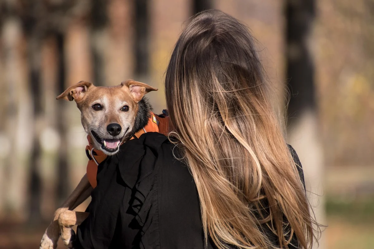 Dog Ear Cleaning Routine