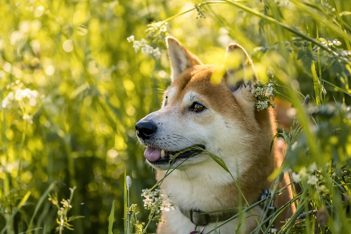 Dog First Aid Kit Essentials