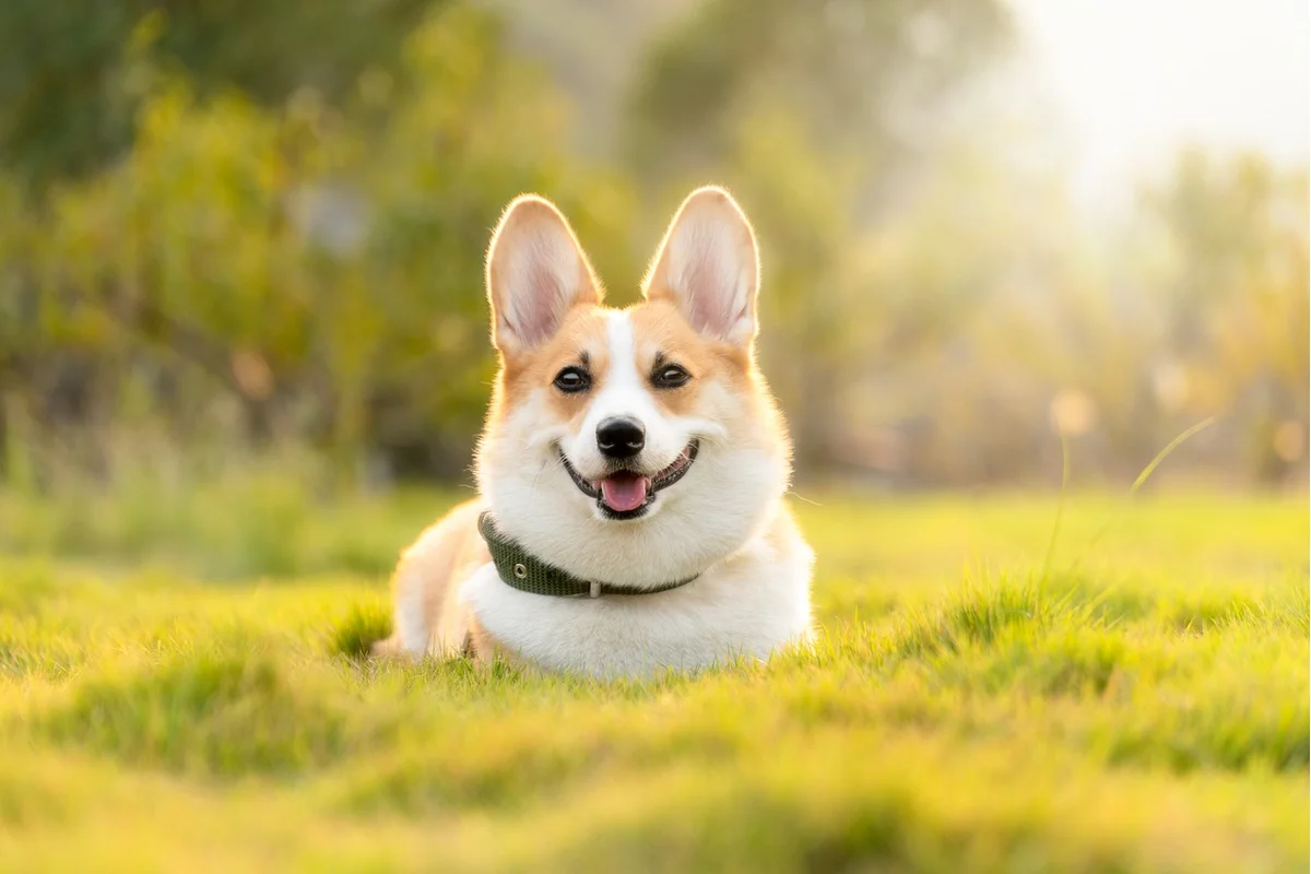 Adult Dog Vaccine Boosters