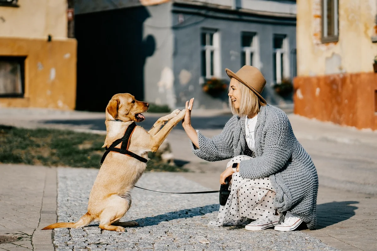 Dog Heartworm Prevention Basics