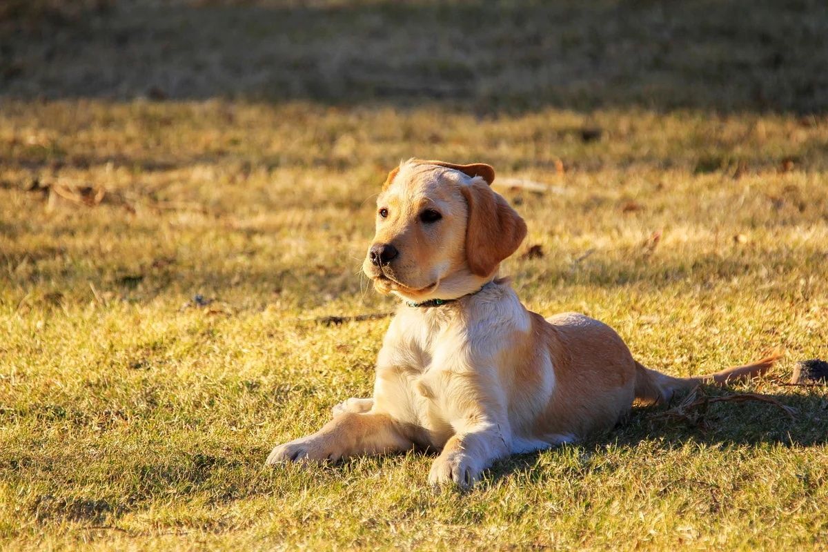 Dog Heatstroke Prevention