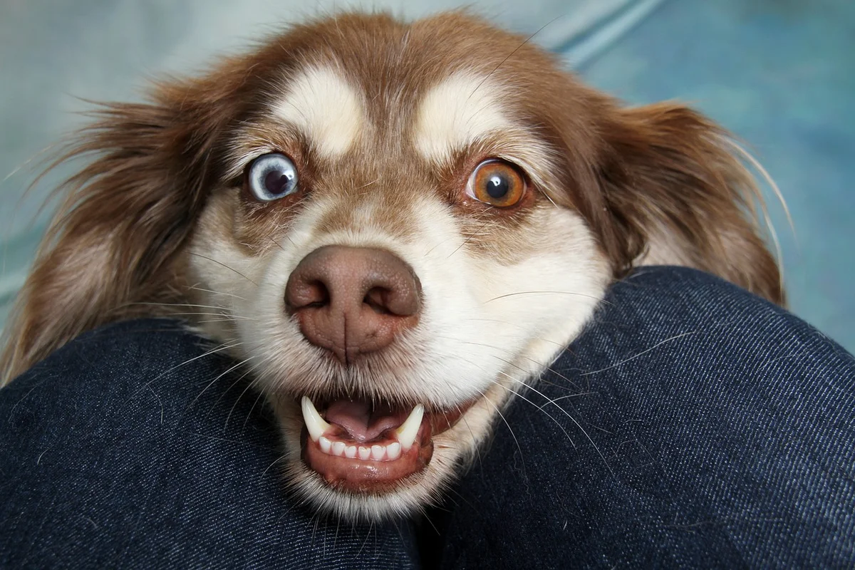 Dog Hot Spots: Causes and Care