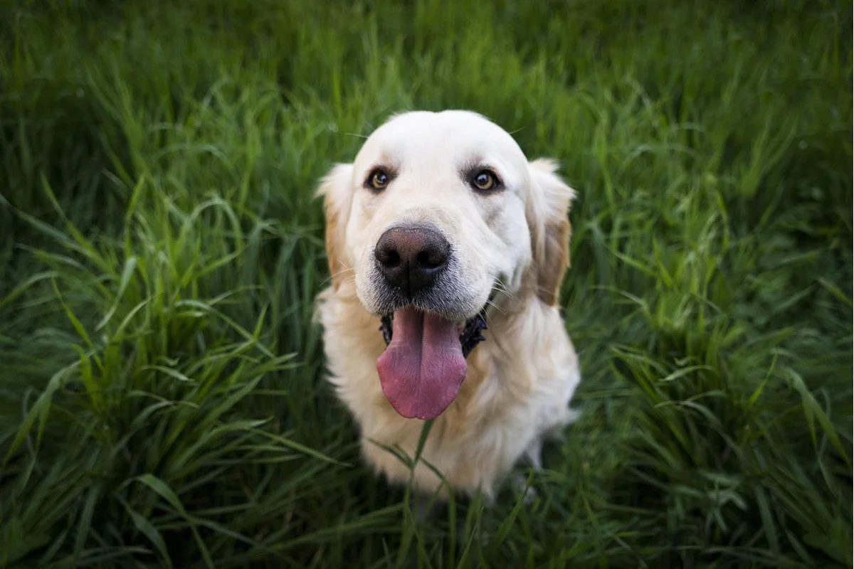 Dog Kennel Cough Care Tips