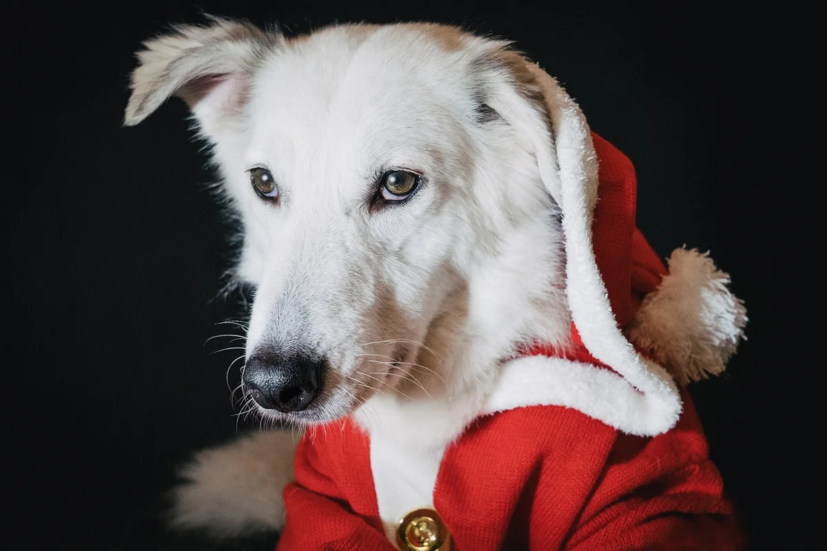 Dog Limping Guide: What to Check