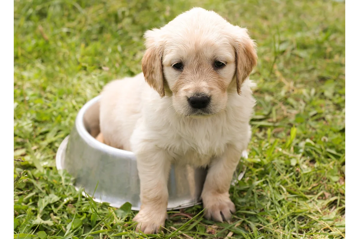 Dog Obesity Risks and Prevention