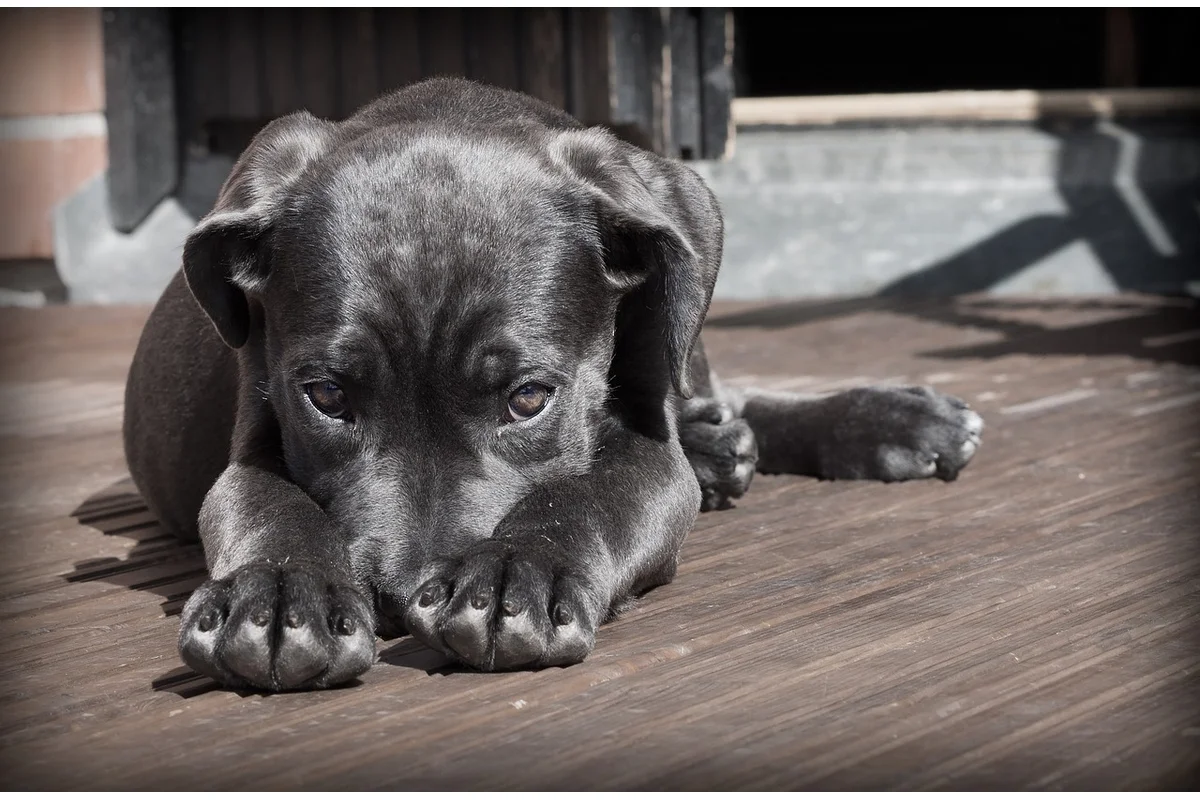 Dog Pain Signs You Should Not Ignore