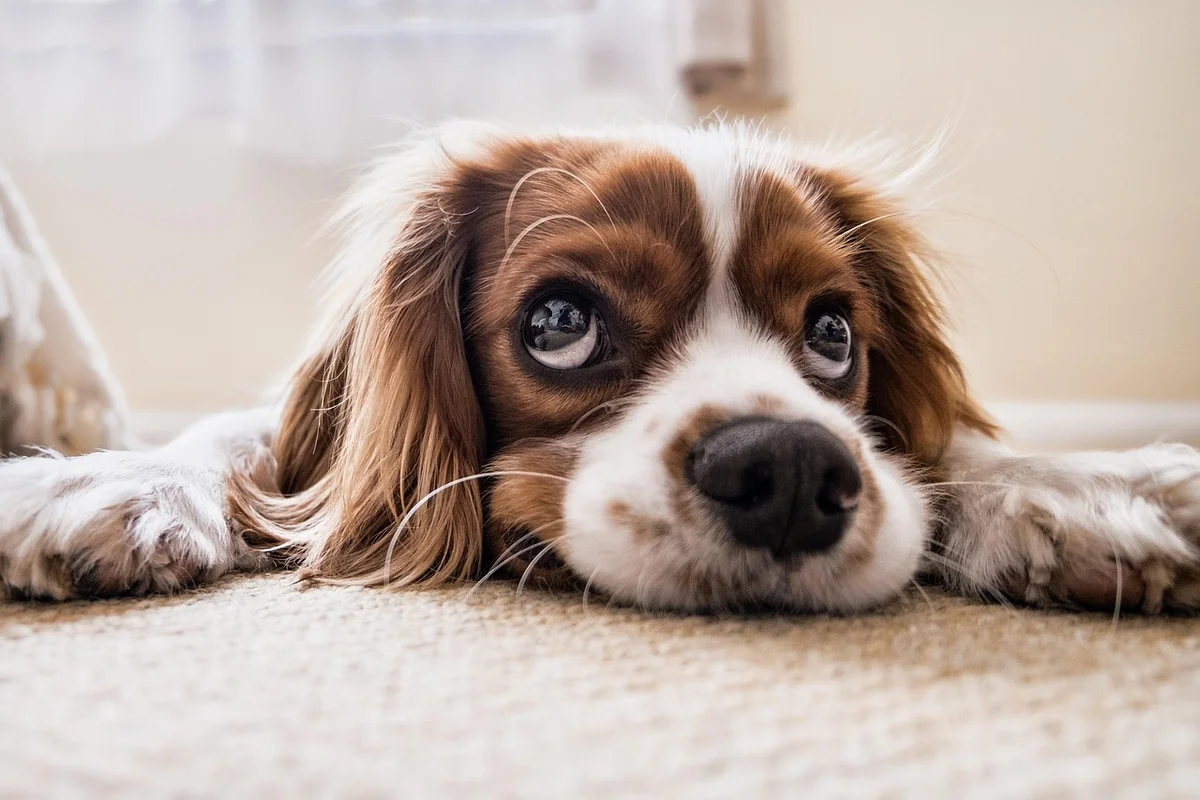 Dog Safe Vegetables Guide
