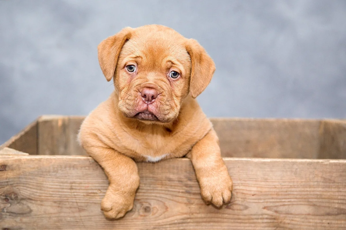 Benefits of Mixed Breed Dogs