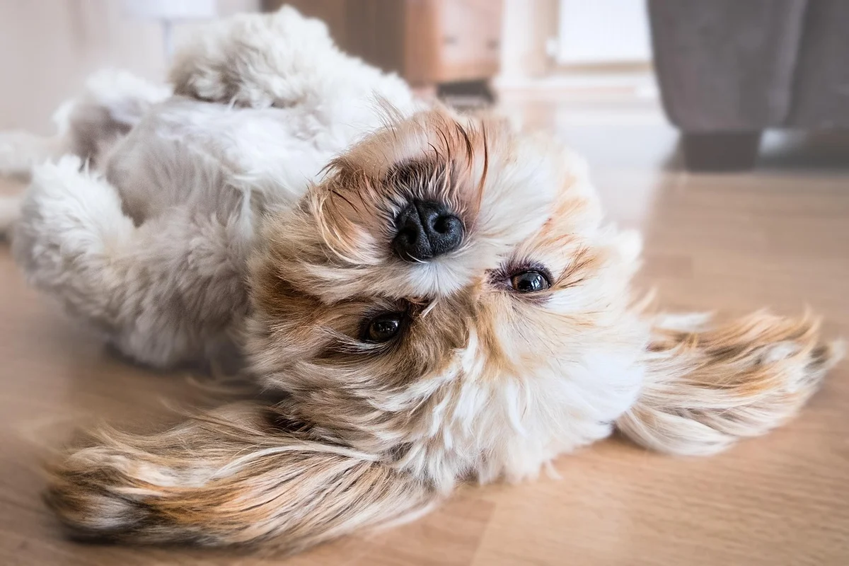 Dog Seizure First Aid