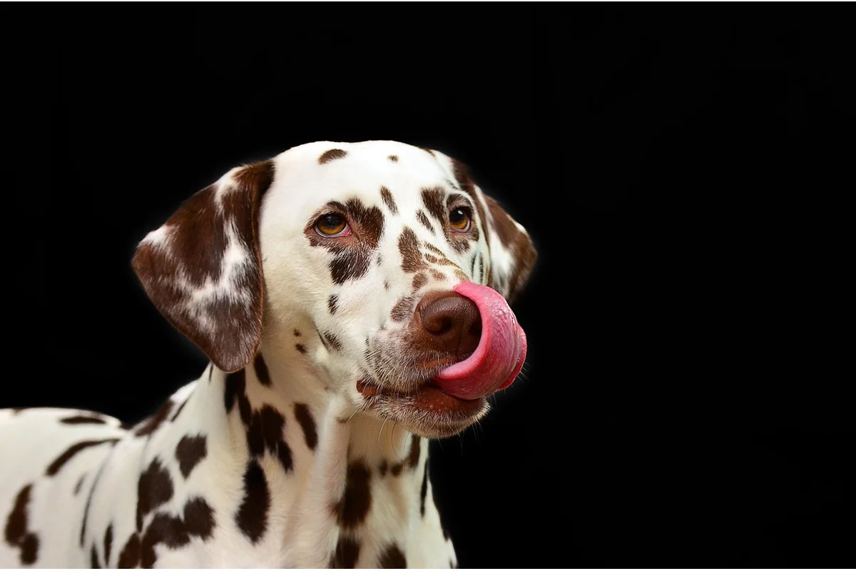 Dog Skin Care Routine