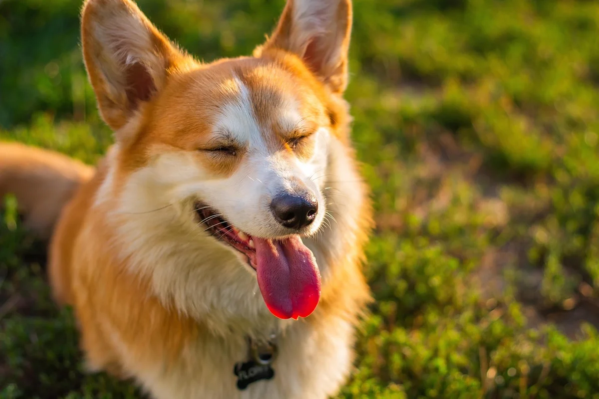 Dog Spay and Neuter Recovery