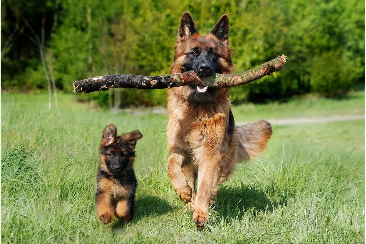 Dog Weight Loss Feeding Plan