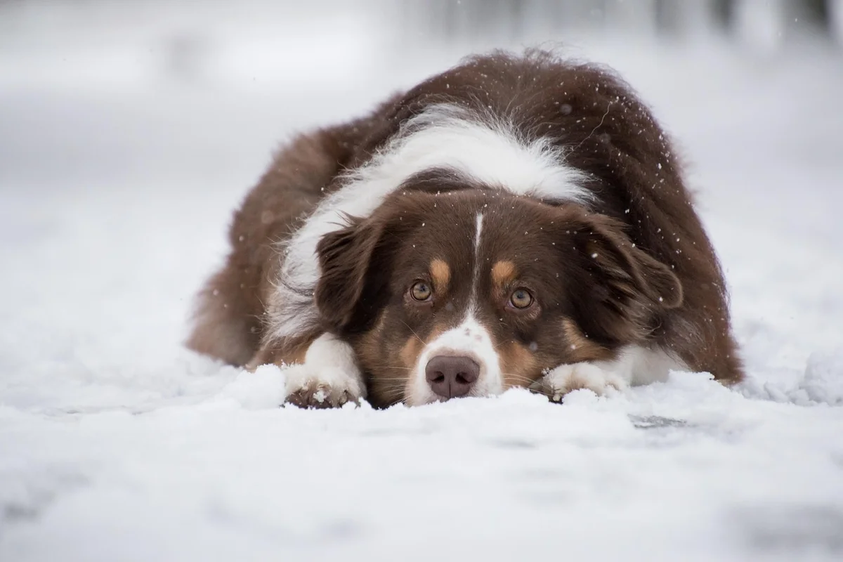 Elimination Diet for Dog Allergies