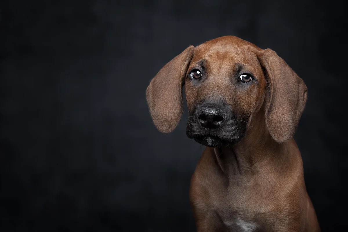 Grain-Free Diet for Dogs: What to Know