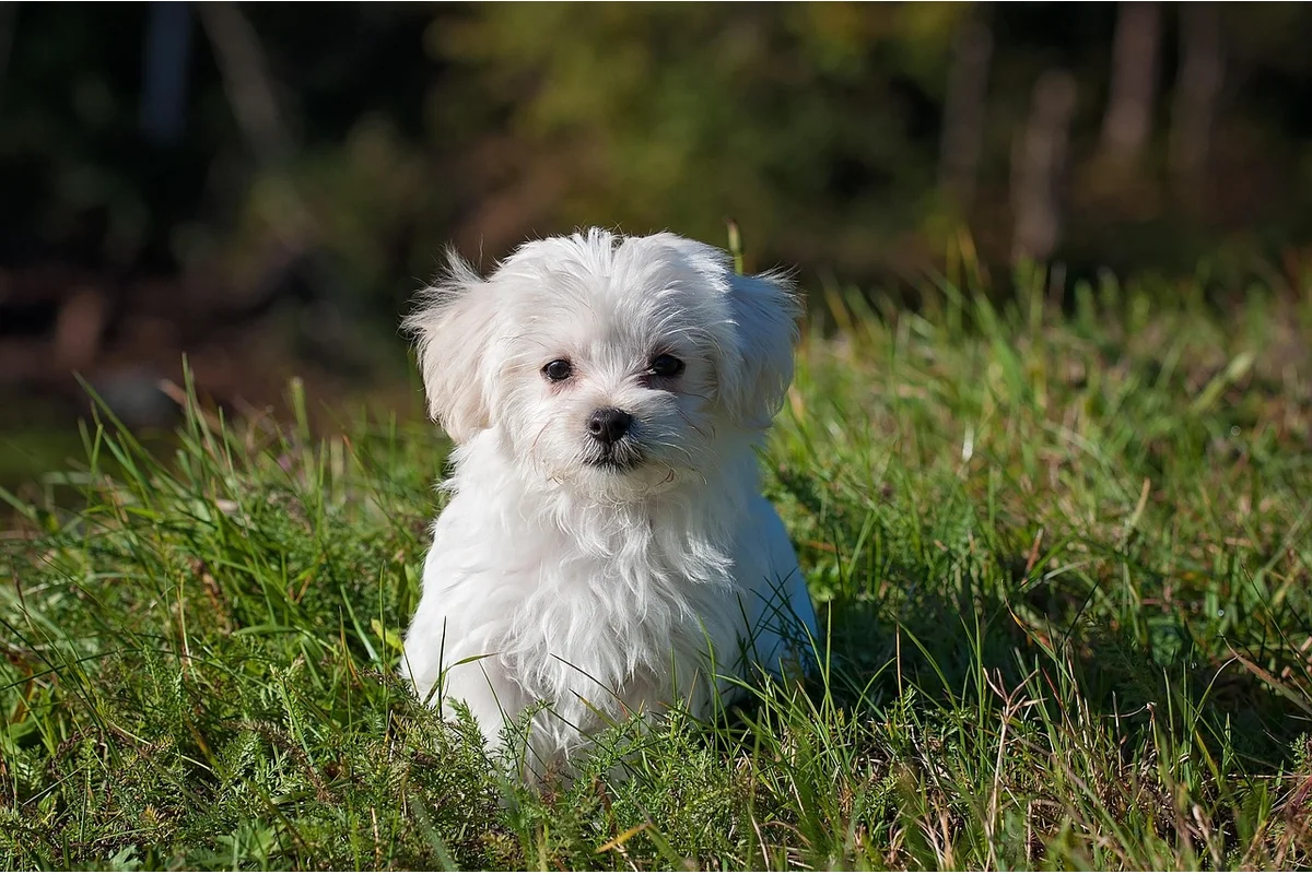 Best Dogs for Active Owners