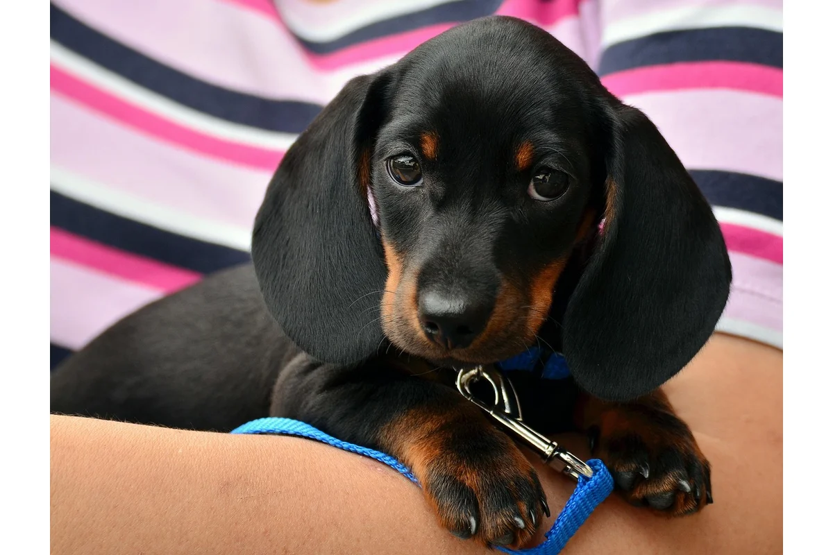 High Protein Diet for Dogs