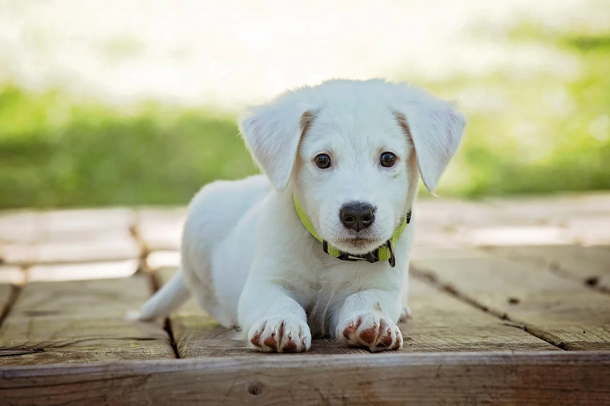 Best Dogs for Families with Kids