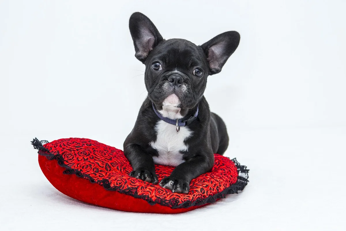 Best Dogs for First Time Owners