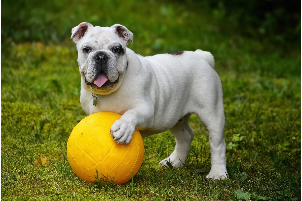 Confidence Building for Shy Dogs
