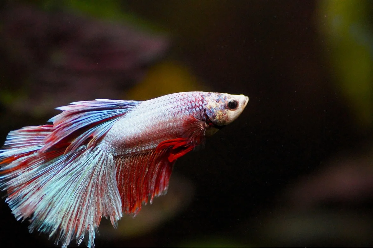 Aquarium water