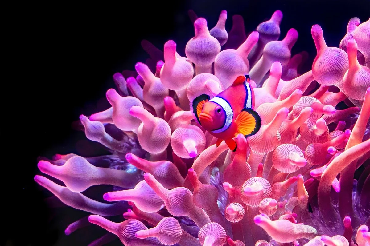 Fish Compatibility Checklist