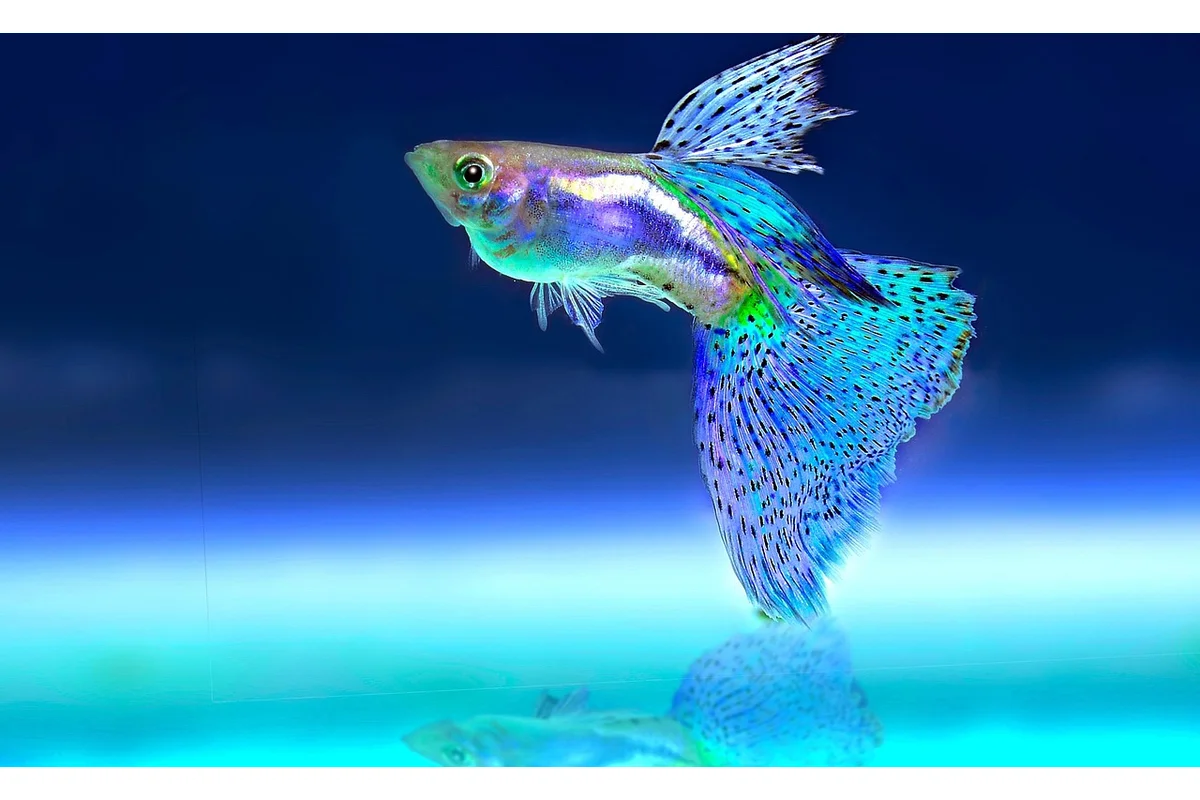 Betta fish