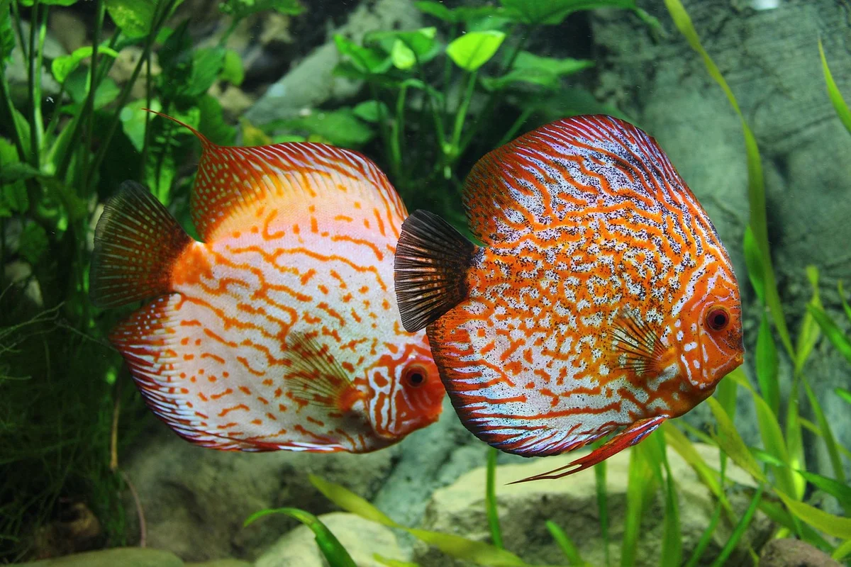 Goldfish