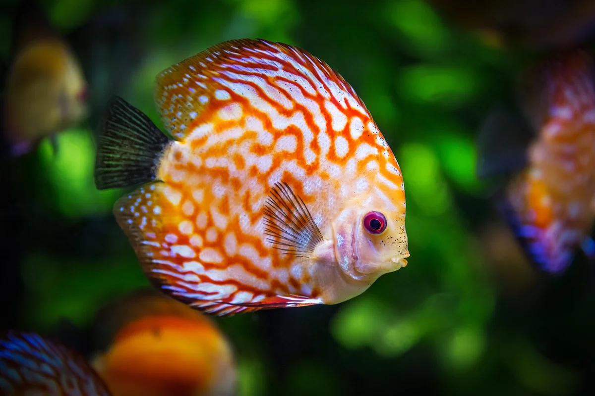 Healthy aquarium
