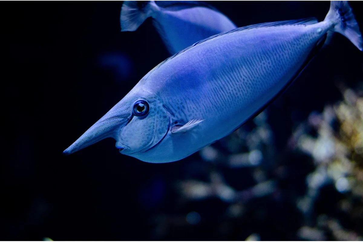 Quarantine tank