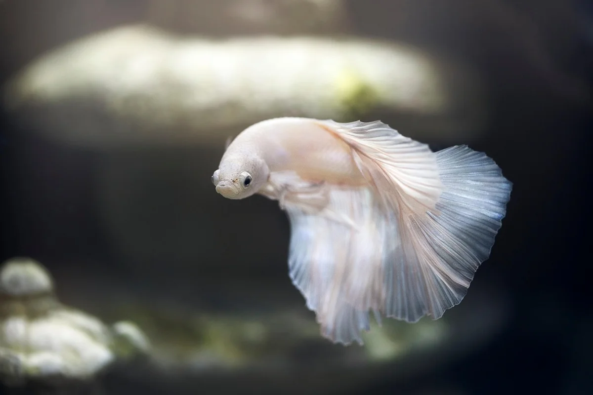 Aquarium filter